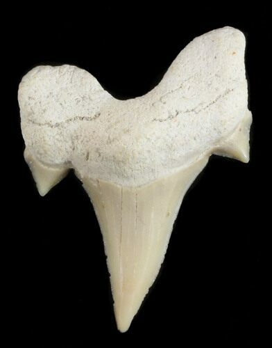 Otodus Shark Tooth Fossil - Eocene #38423